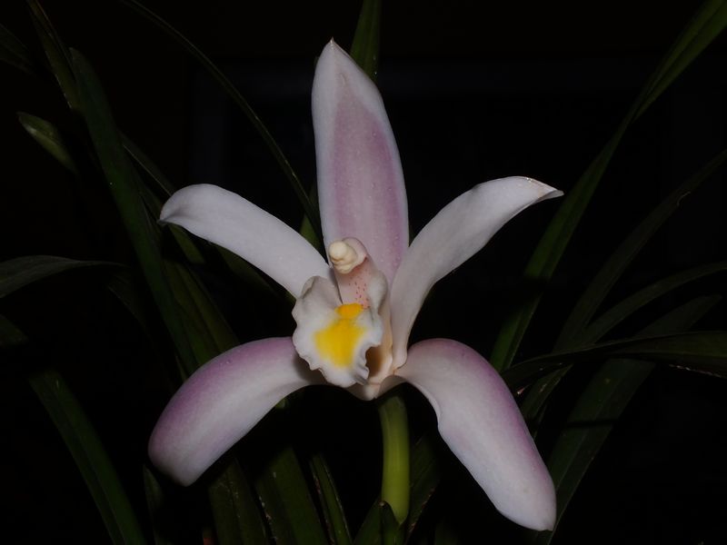 Cymbidium Eburneum Eflora Of India 